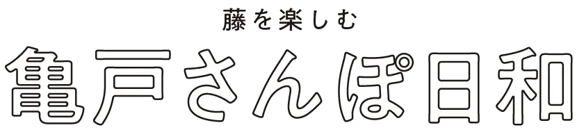 藤を楽しむ　亀戸さんぽ日和