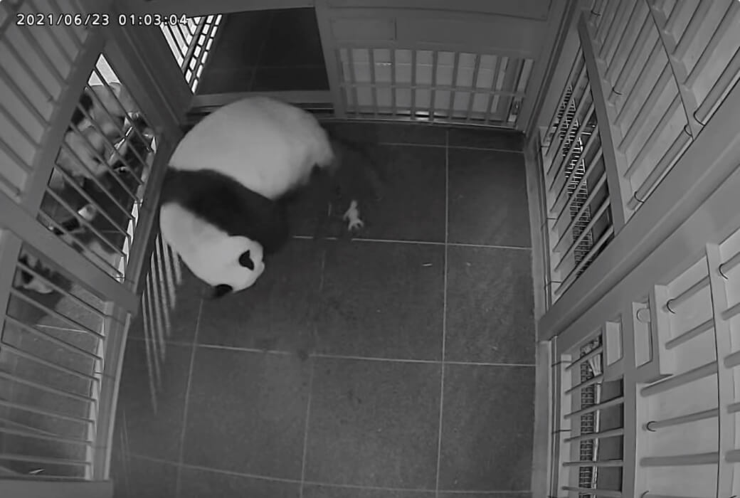 2021/6/23撮影、1頭⽬の出産直後のシンシン