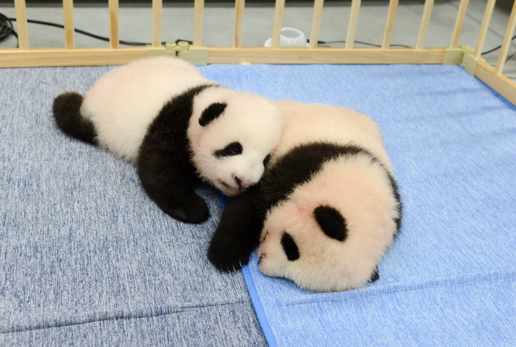 2021/9/13撮影、ジャイアントパンダの双⼦（左：オス、右：メス、82⽇齢）