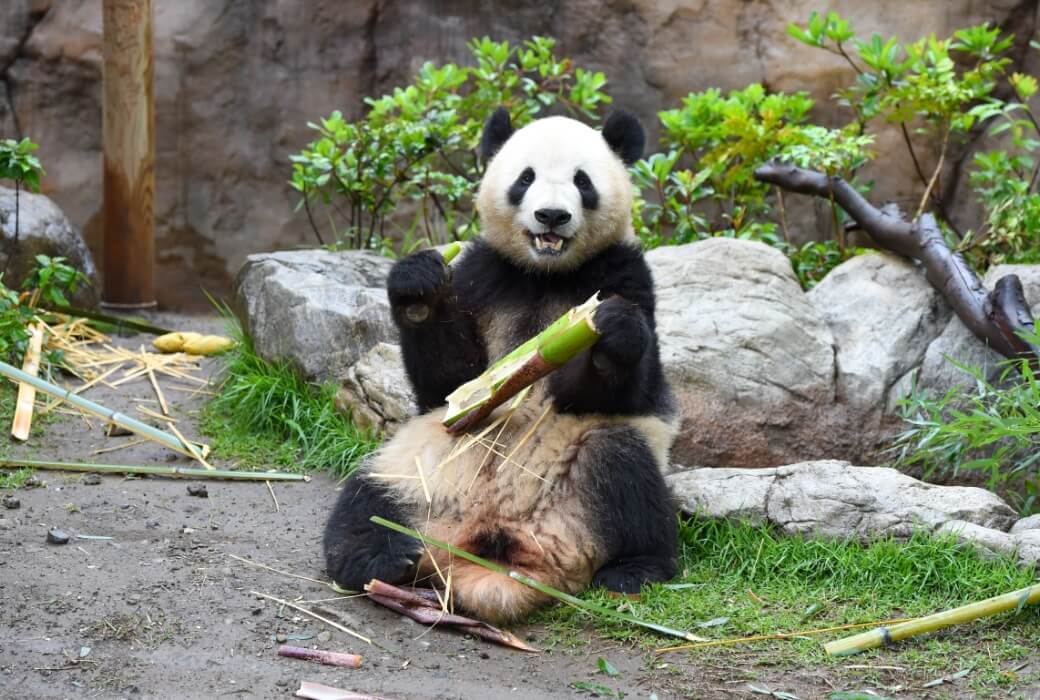 2024/5/20撮影、シャオシャオ（1062⽇齢）