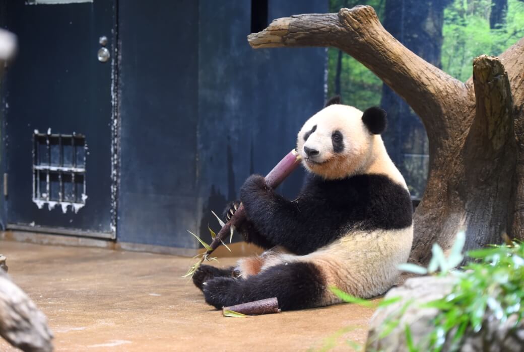 2024/5/20撮影、レイレイ（1062⽇齢）