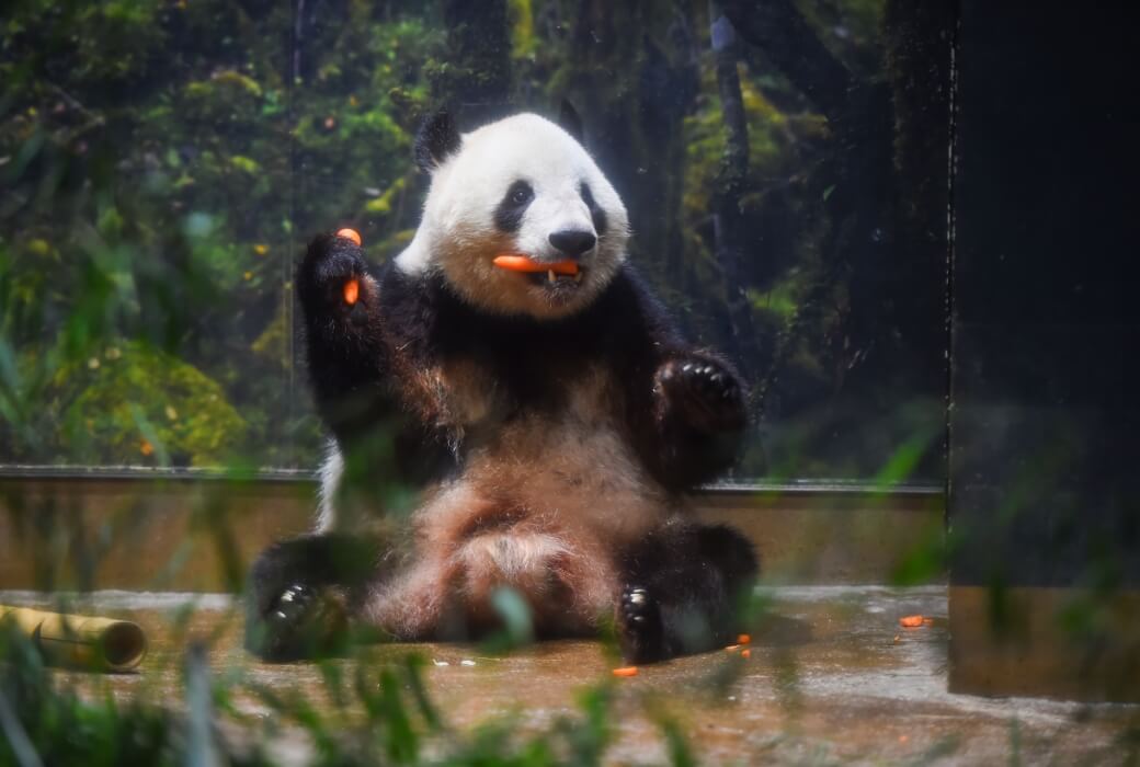 2025/6/23撮影、シャオシャオ（1461⽇齢）