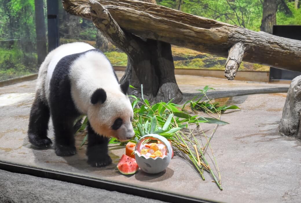 2025/6/23撮影、レイレイ（1461⽇齢）