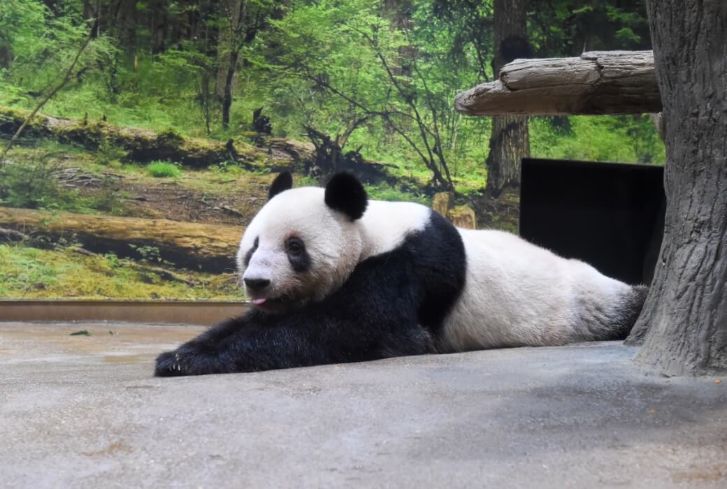 2025/9/8撮影、レイレイ（1538⽇齢）