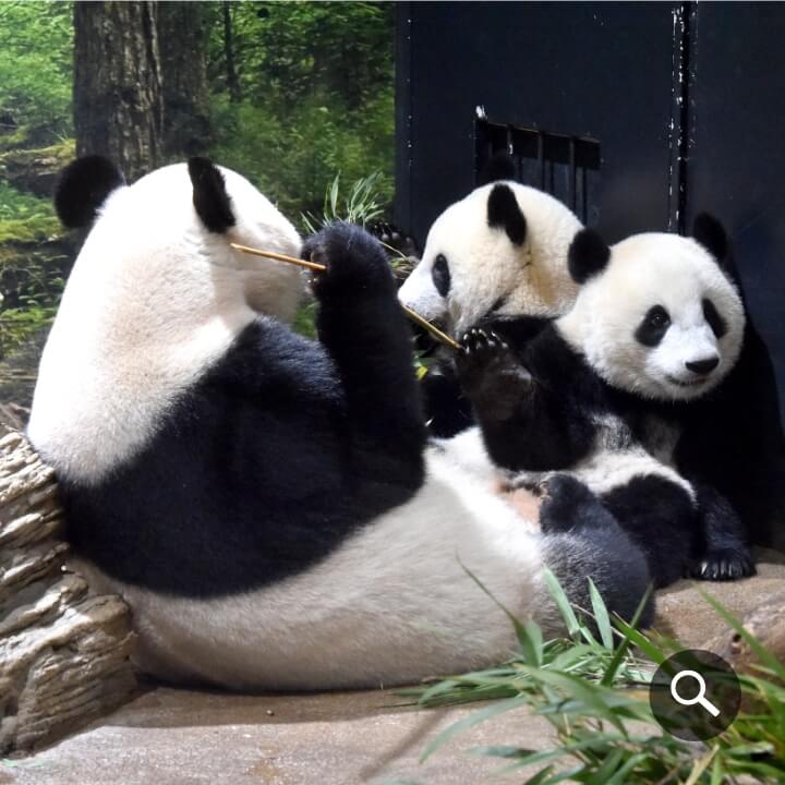 2022/9/26撮影、親⼦（左⼿前：シンシン、中央奥：レイレイ、右奥：シャオシャオ