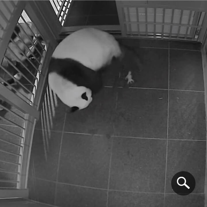 2021/6/23撮影、1頭⽬の出産直後のシンシン