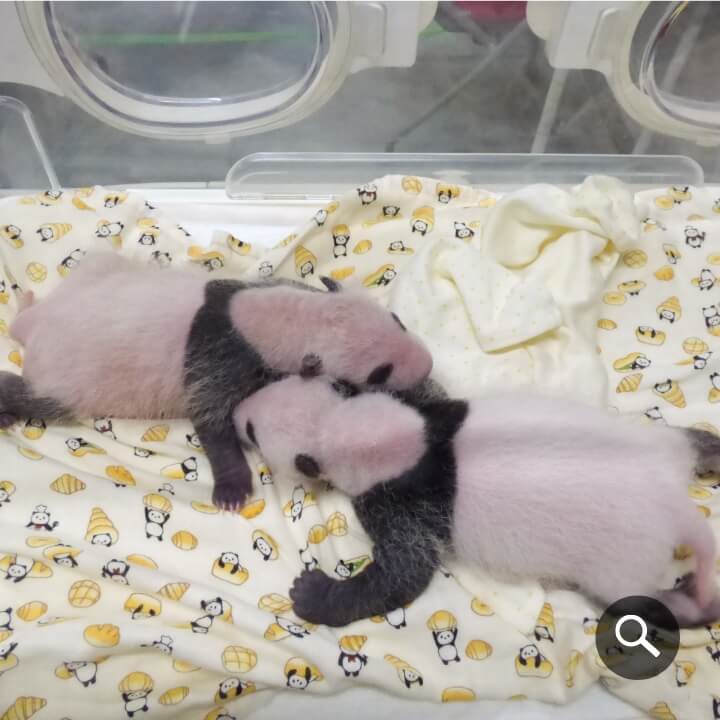 2021/7/15撮影、ジャイアントパンダの⼦ども（左：オス、右：メス）