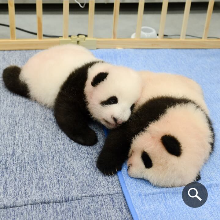 2021/9/13撮影、ジャイアントパンダの双⼦（左：オス、右：メス、82⽇齢）