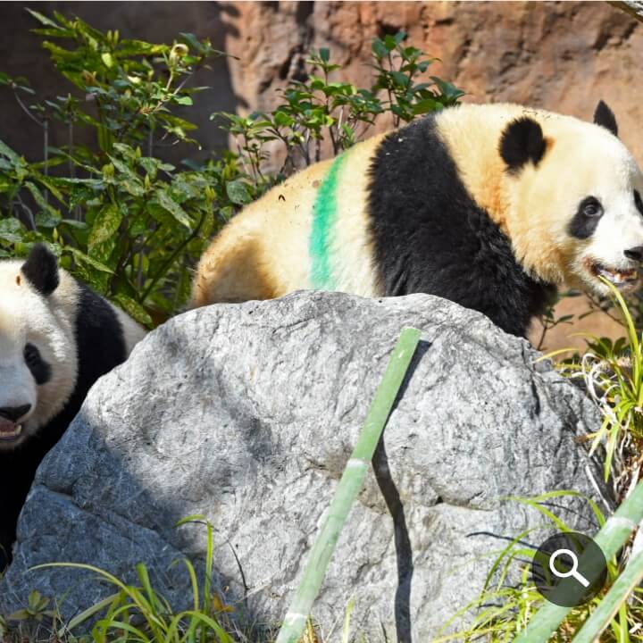 2023/4/30撮影、初めて屋外放飼場Dに出たレイレイ（左）とシャオシャオ（右）