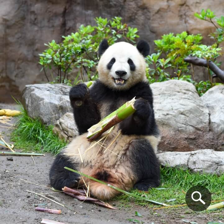 2024/5/20撮影、シャオシャオ（1062⽇齢）