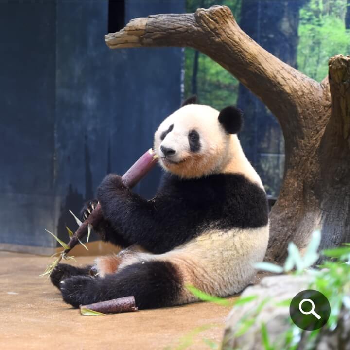 2024/5/20撮影、レイレイ（1062⽇齢）