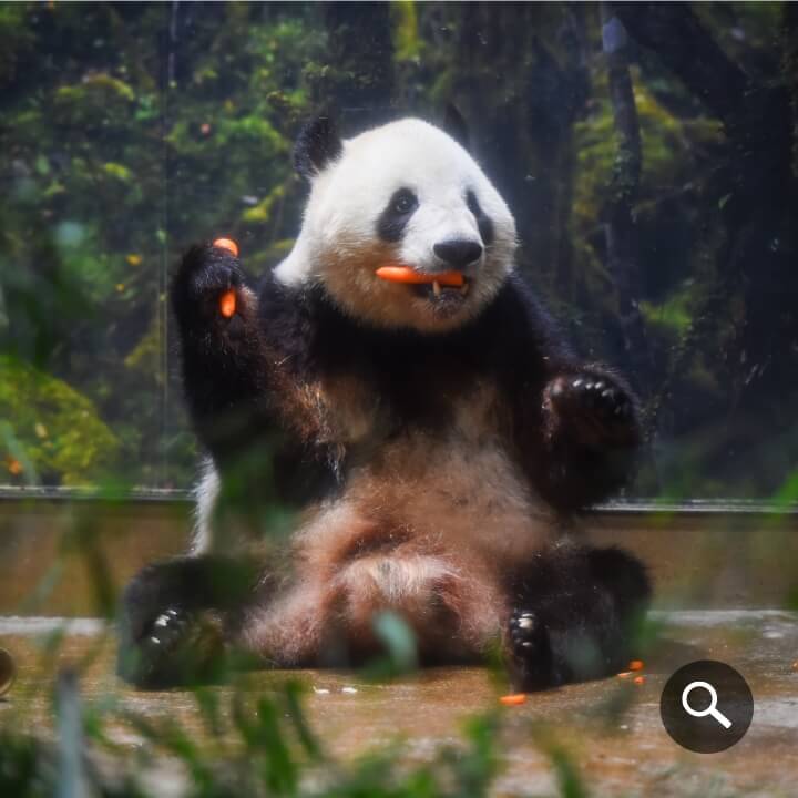 2025/6/23撮影、シャオシャオ（1461⽇齢）