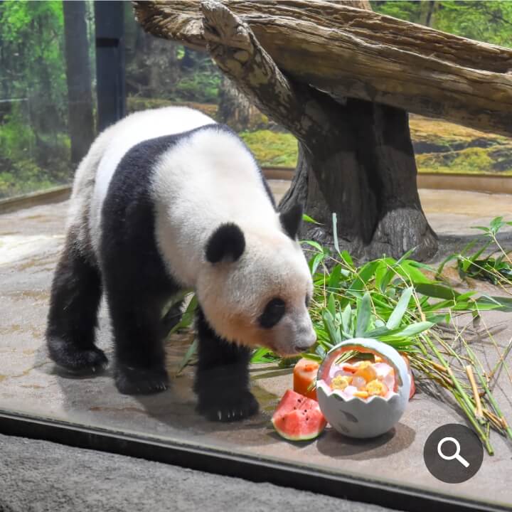 2025/6/23撮影、レイレイ（1461⽇齢）