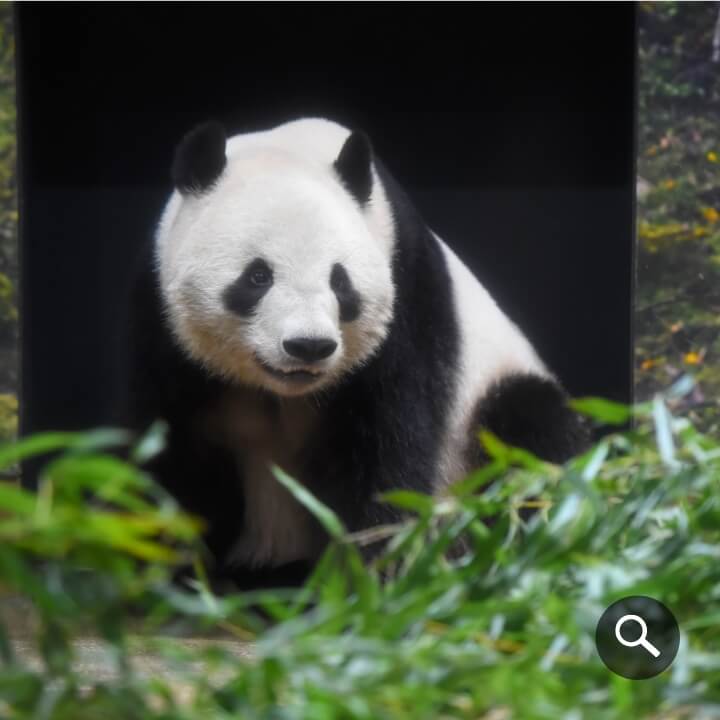 2025/9/8撮影、シャオシャオ（1538⽇齢）