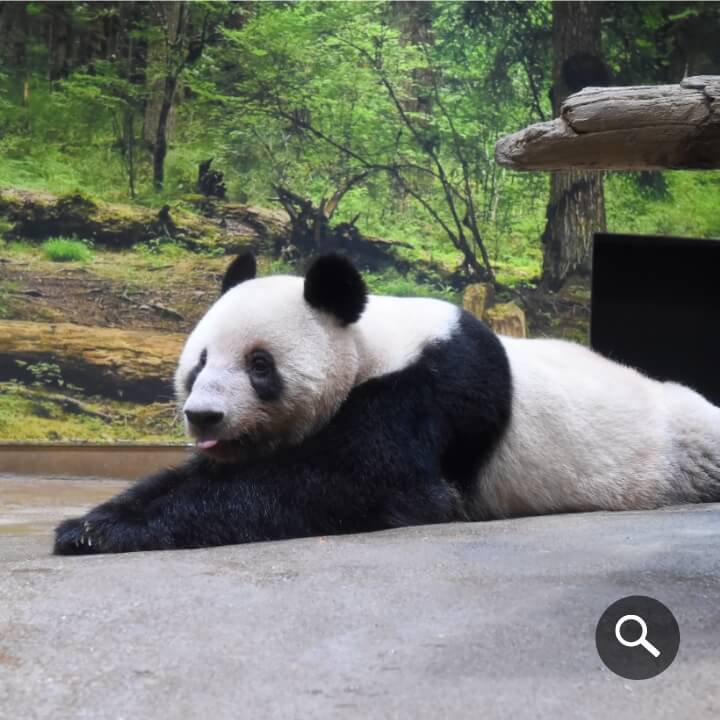 2025/9/8撮影、レイレイ（1538⽇齢）