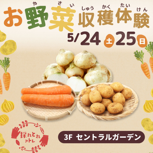 【採れとれアトレ】🥔お野菜収穫体験🥕✨