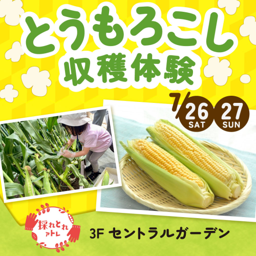 【採れとれアトレ】🌽とうもろこし収穫体験🌽