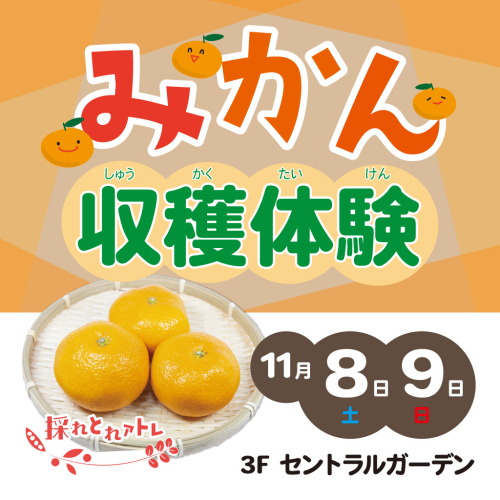 【採れとれアトレ】🍊みかん収穫体験🍊