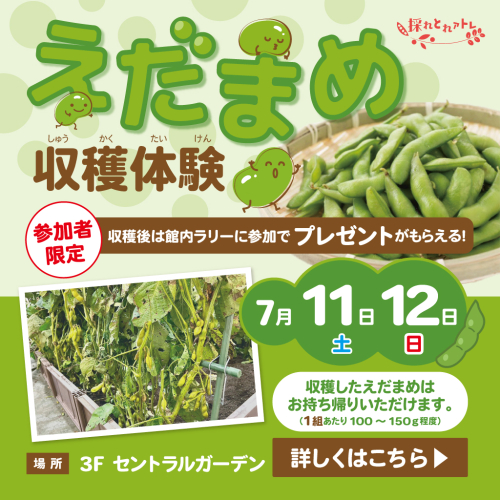 【採れとれアトレ】🫛えだまめ収穫体験🫛