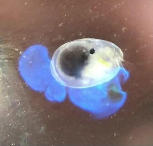 発光生物の美しさ、不思議さを科学する？