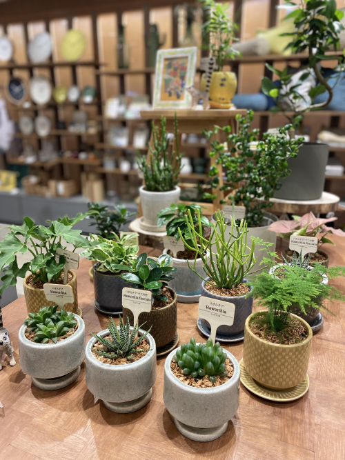 【新商品のご案内】