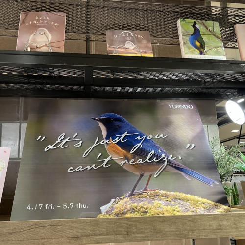 春を呼ぶ鳥たち。