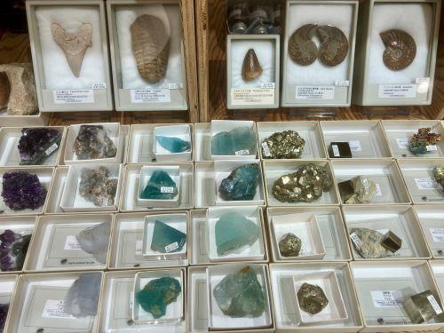 化石・鉱物フェア開催中