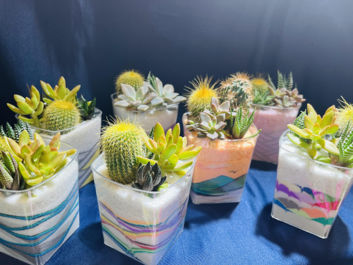サボテン人気です🌵☀️