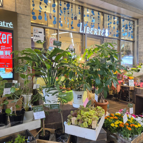 🌱鉢物セール開催🌱