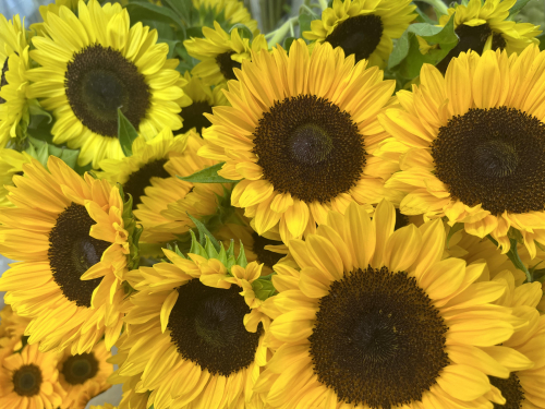 ヒマワリで夏を満喫🌻