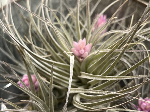 エアープランツが入荷してます🏜️